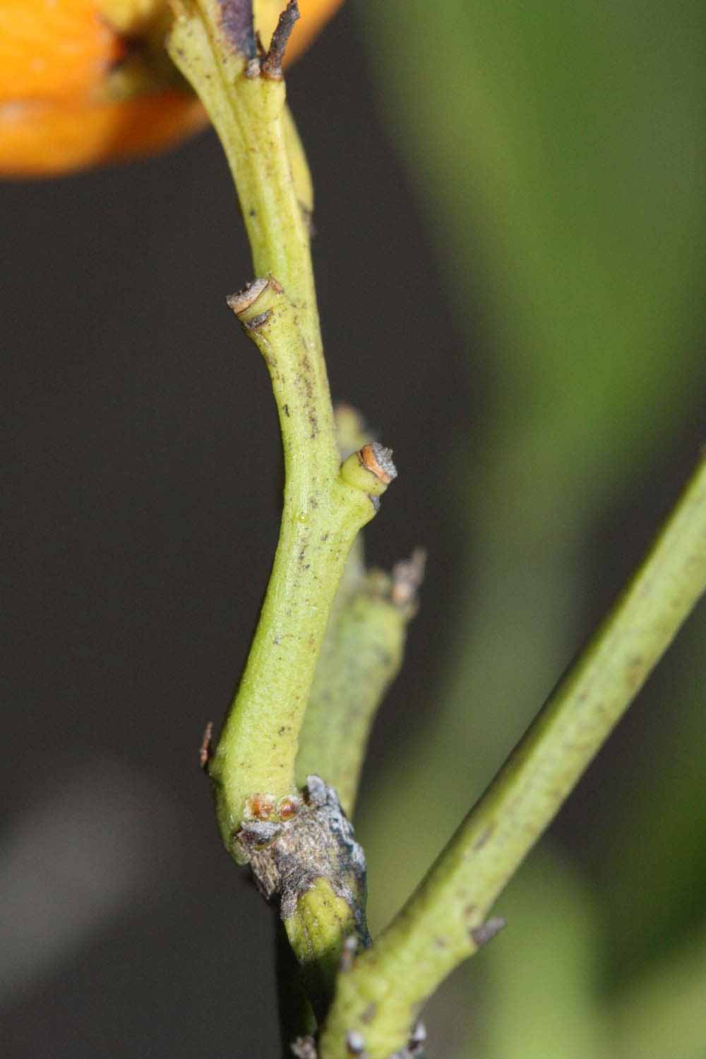              First year twig (Riverside, CA)       